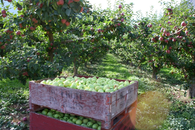 One of many fruit orchards in the Similkameen.